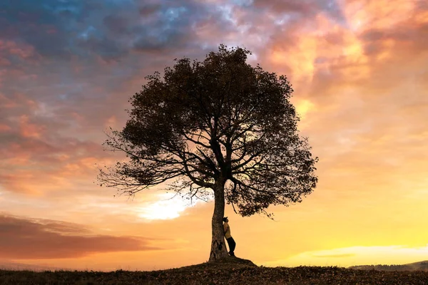Silhueta de turista sob árvore majestosa — Fotografia de Stock