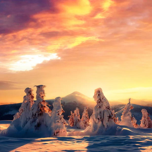 Dramatische winterse scène met besneeuwde bomen. — Stockfoto