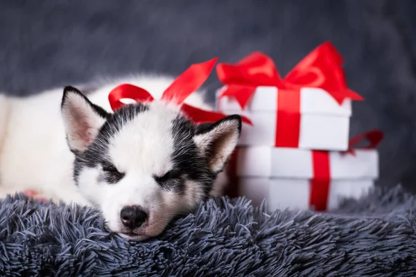 Malý bílý pes štěně plemeno sibiřský husky — Stock fotografie