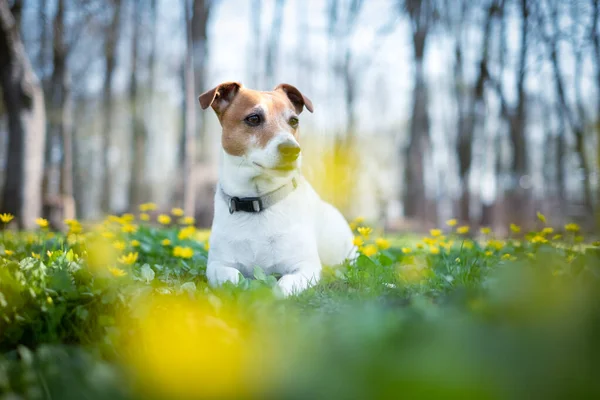 Jack Russell terrier na łące kwiatów — Zdjęcie stockowe