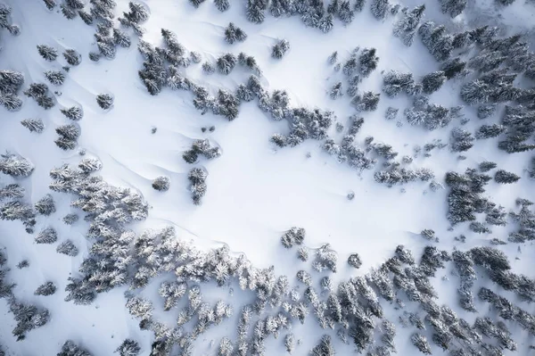 Aerial drone top down fly over winter spruce — Stock Photo, Image