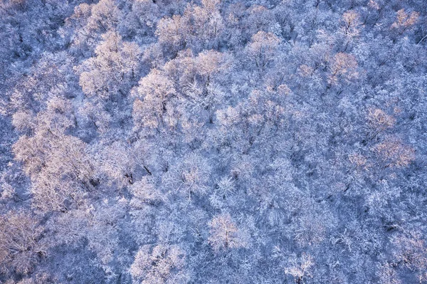 Aşağıdaki hava aracı kış ormanının üzerinde uçuyor. — Stok fotoğraf