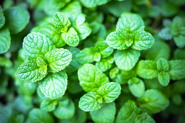 Peppermint mint twigs closeup — Stock Photo, Image