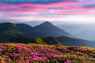 Dağlarda pembe rhododendron çiçekleri