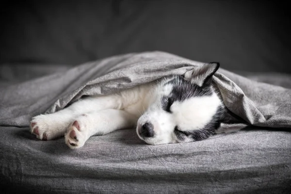 Egy kis fehér kutyakölyök fajta szibériai husky — Stock Fotó