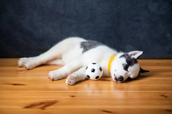 En liten hvit hundevalp av sibirsk husky – stockfoto