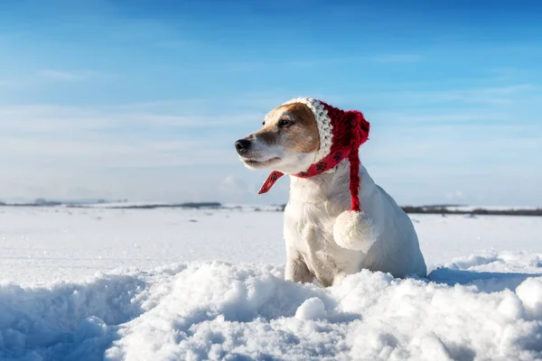 Branco jack russel terrier filhote de cachorro no elegante chapéu de santa vermelho — Fotografia de Stock