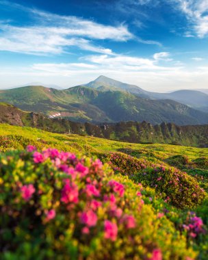 Dağlarda pembe rhododendron çiçekleri