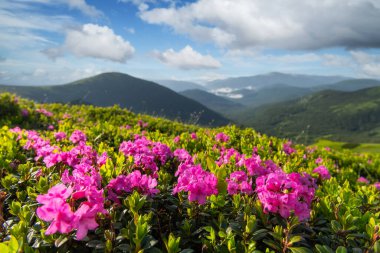 Dağlarda pembe rhododendron çiçekleri