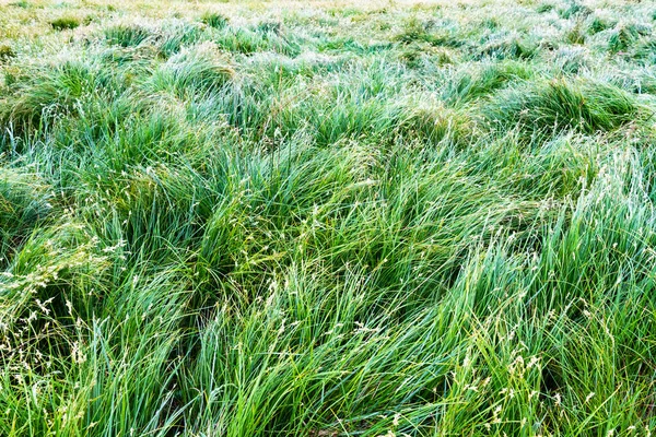 Exuberante hierba verde en el prado prado primer plano —  Fotos de Stock