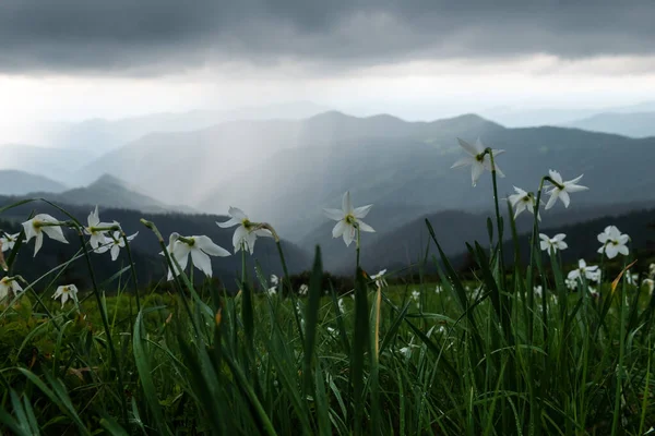 Pradera de montaña cubierta de flores narcisas blancas —  Fotos de Stock