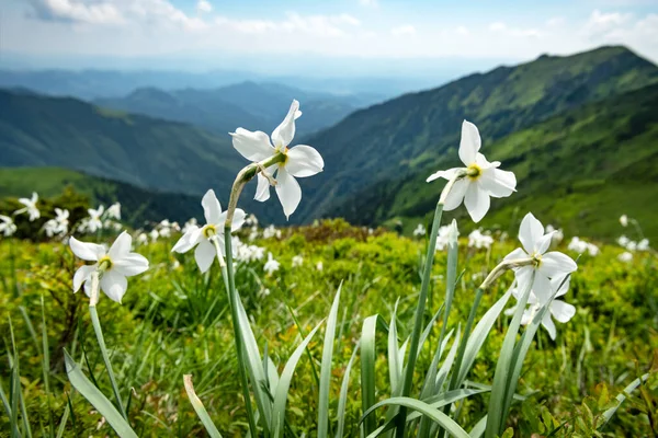 Horská louka pokrytá bílými květy narcisu — Stock fotografie