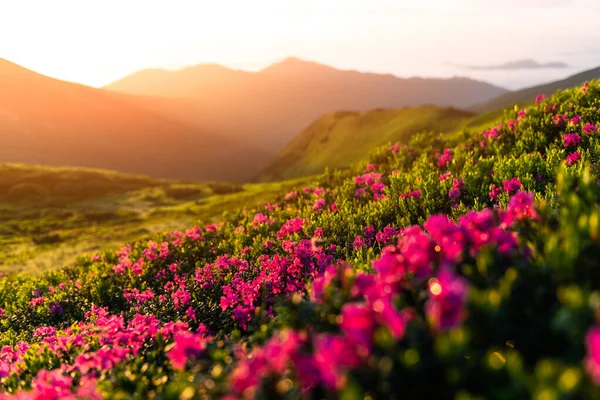 Fiori di rododendro rosa in montagna — Foto Stock