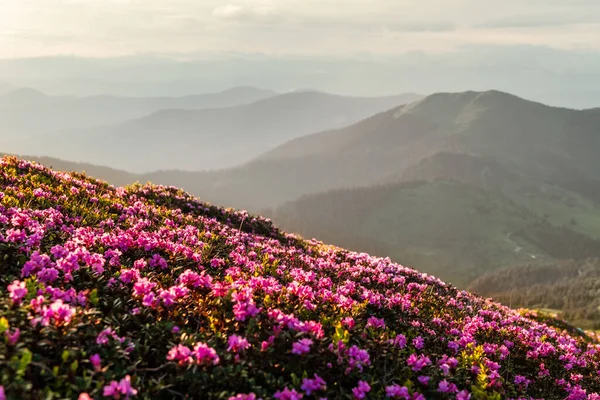 Różowe kwiaty rododendronu w górach — Zdjęcie stockowe