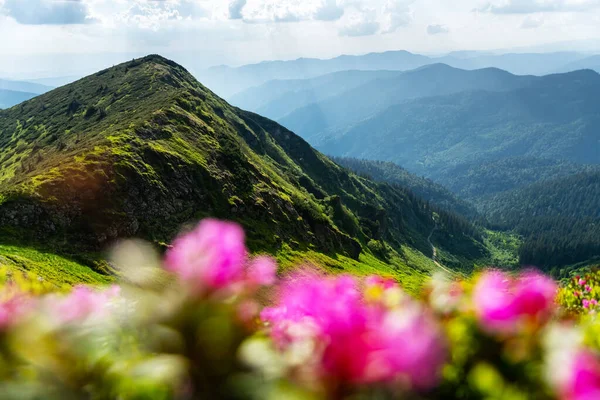 Růžové květy rododendronu v horách — Stock fotografie