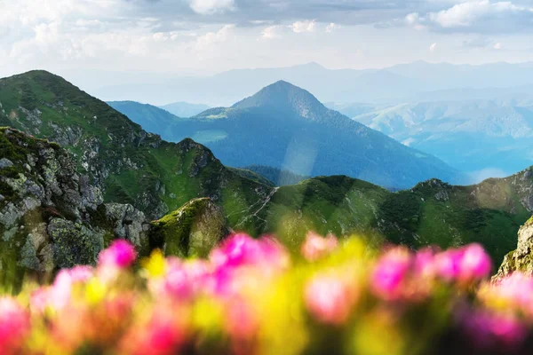 Fiori di rododendro rosa in montagna — Foto Stock