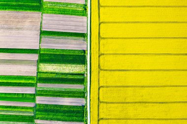 Sarı çiçeklenme alanının hava aracı görüntüsü