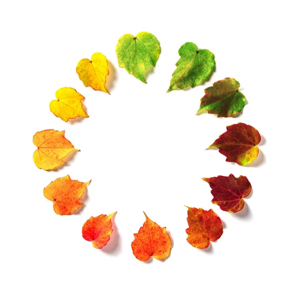 The multicolored leaves isolated on white background — Stock Photo, Image
