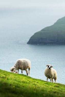 Faroe Adaları 'nda sabah manzarası