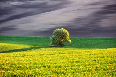 Tarlası ve ağacı olan kırsal bir arazi.