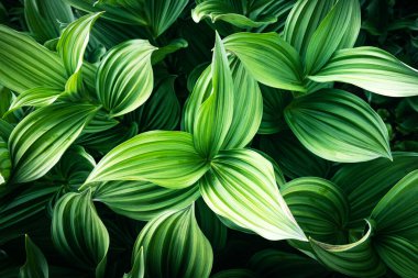 Yeşil bitkiler yakında.