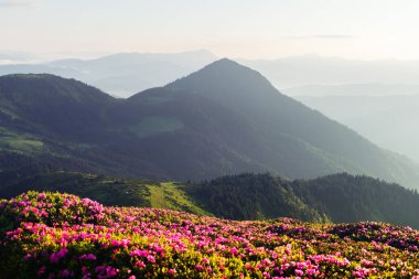 Dağlarda pembe rhododendron çiçekleri