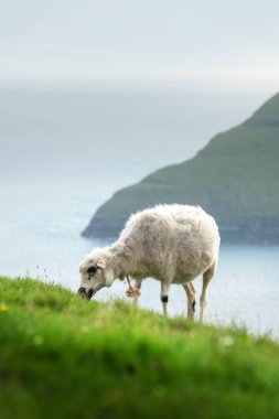 Faroe Adaları 'nda sabah manzarası