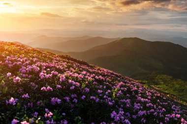 Dağlarda pembe rhododendron çiçekleri