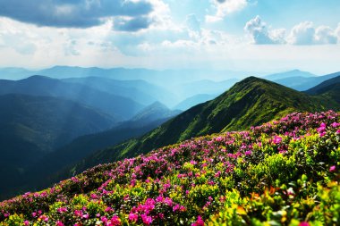 Dağlarda pembe rhododendron çiçekleri