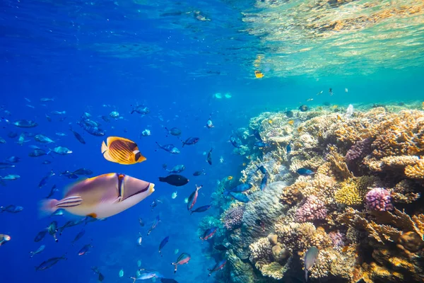 Different tropical fish on a coral reef in the Red Sea — Stock Photo, Image