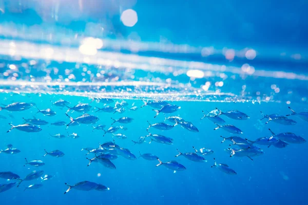 Scuola di nuoto e alimentazione Caesio suevica pesce — Foto Stock