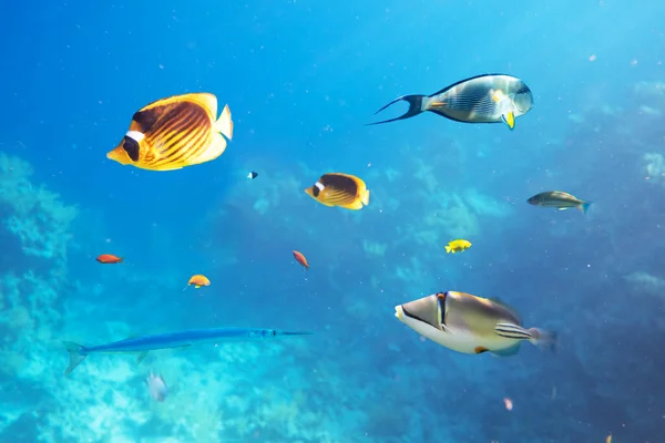 Different tropical fish on a coral reef in the Red Sea — Stock Photo, Image