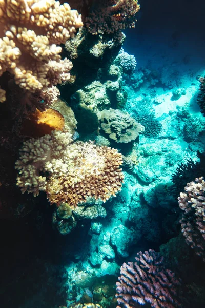 Coral reef colony in Red sea in Egypt — Stock Photo, Image