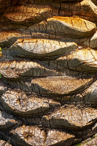 야자나무 줄기가 나무껍질의 질감을 세 밀히 한다 — 스톡 사진