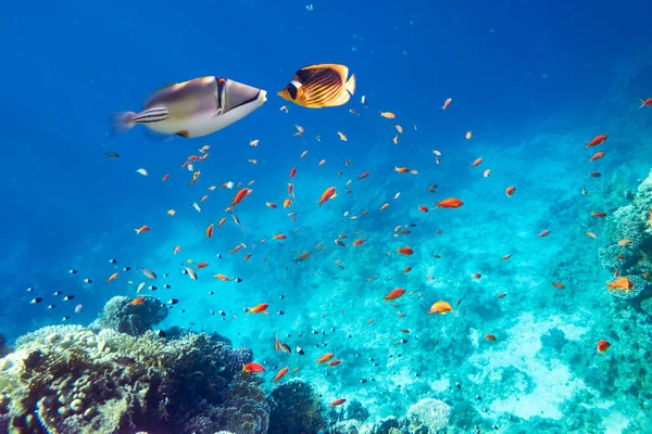 Peixe borboleta amarelo e peixe picasso em um recife de coral — Fotografia de Stock