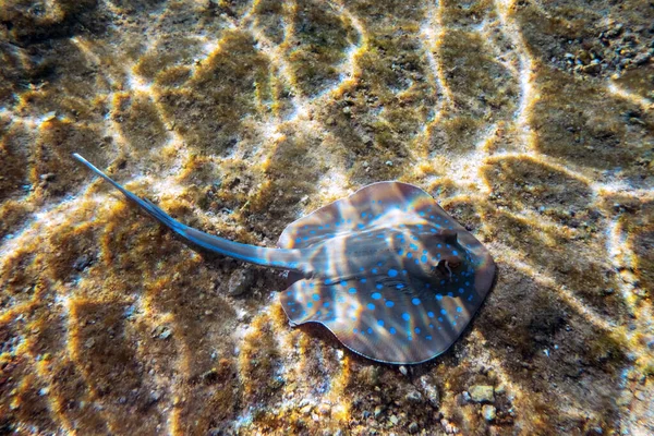 Stingray manchado de azul em bebida de areia no Mar Vermelho — Fotografia de Stock