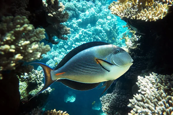 Surgeonfish em um recife de coral no Mar Vermelho — Fotografia de Stock