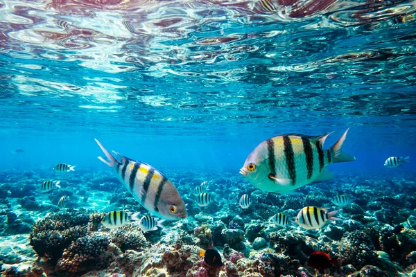 Sergeant Major Fish school on a coral reef i — Stock Photo, Image