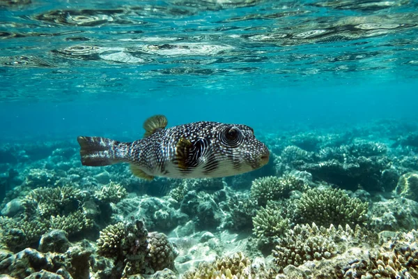 Pufferfish em um recife de coral no Mar Vermelho — Fotografia de Stock