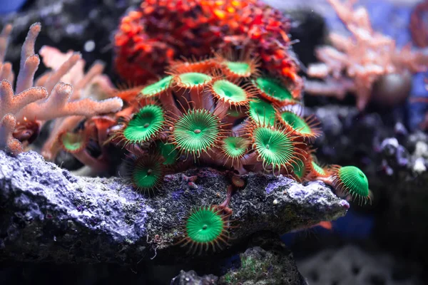 Colonia de arrecifes de coral actinia en el Mar Rojo en Egipto —  Fotos de Stock