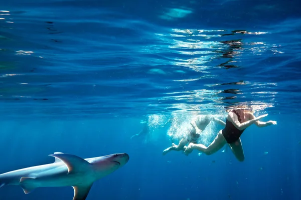 Grupo de personas haciendo snorkel con tiburón ballena — Foto de Stock