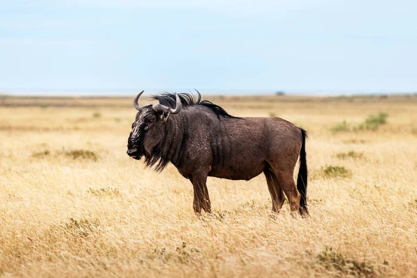 Большая африканская антилопа Гну ходит по жёлтой сухой траве — стоковое фото