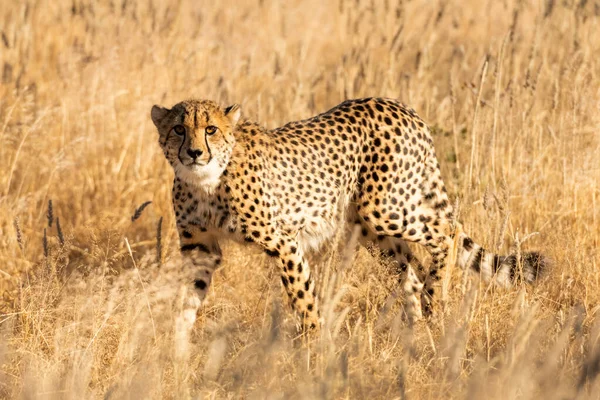 アフリカのサバンナの乾燥した黄色の草の上に立つチーター — ストック写真