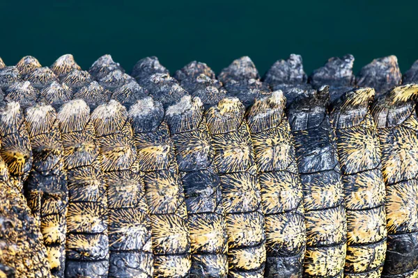 Fechar a textura da pele de crocodilo — Fotografia de Stock