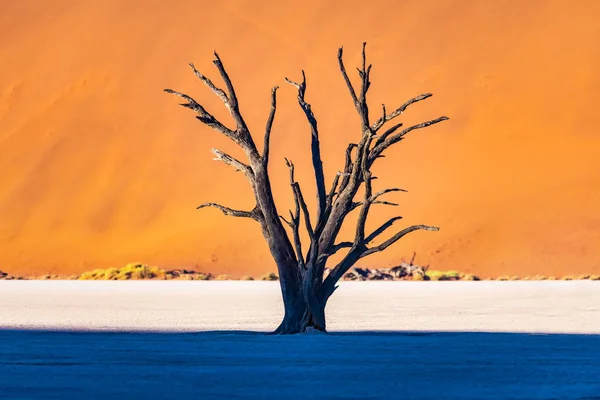 해 가 뜨면 죽은 카멜 가시나무 나무 — 스톡 사진