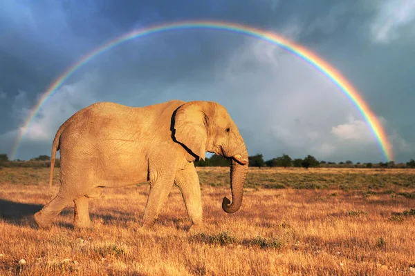 Vista da vicino del grande elefante africano — Foto Stock