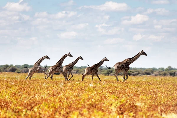 Žirafa rodina v sušené žluté trávě africké savany — Stock fotografie