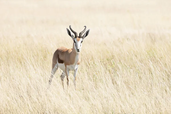 Um macho de impala de rosto preto — Fotografia de Stock