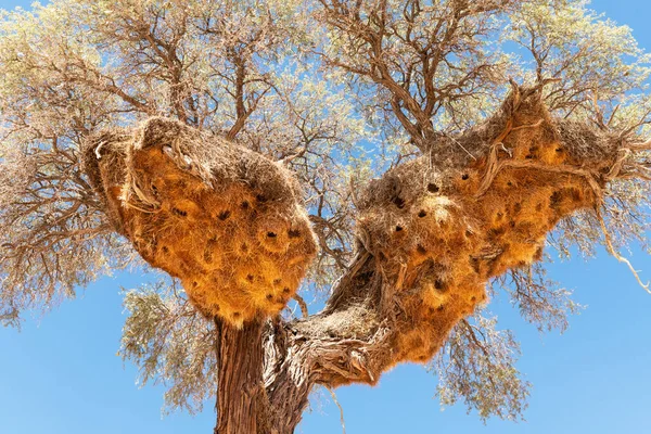 Ninho de tecelões sociáveis na árvore de acácia — Fotografia de Stock