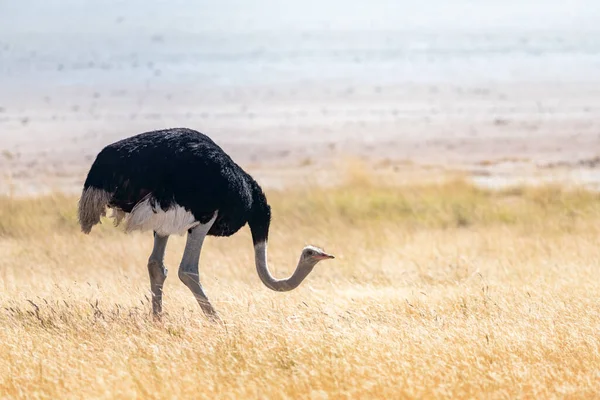 Pštros stojící na suché žluté trávě africké savany — Stock fotografie